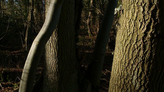 T/L白蜡树(Fraxinus sp.)树干阴影，取2，英国林地视频素材