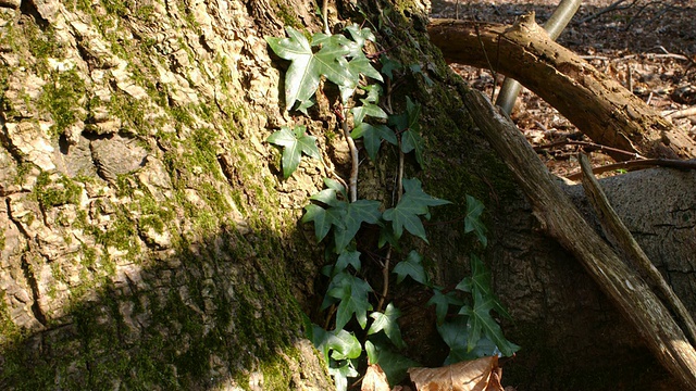 T/L阴影掠过英国林地树干上的常春藤(Hedera helix)视频素材