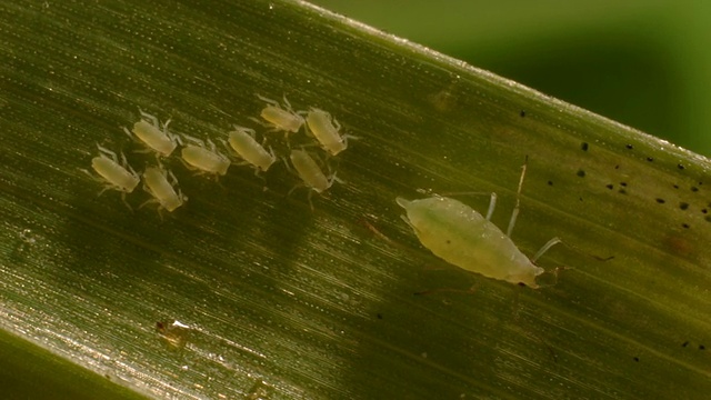 T/L小、大蚜虫(蚜总科)吃小麦(Triticum sp.)，取1，英国视频素材