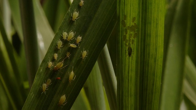 T/L蚜蝇(超科蚜蝇科)寄生在食蚜蝇幼虫(食蚜蝇科)吃小麦上，中景摄1，英国视频素材