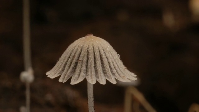 T/L褐色牛粪真菌(Coprinus sp.)墨帽生长于牛粪，英国，BCU视频素材