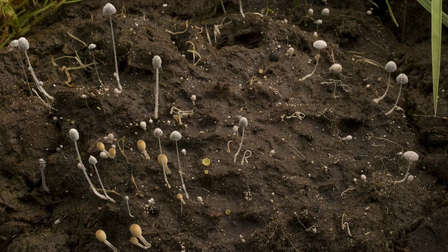 T/L褐色牛粪菌(Coprinus sp.)墨帽从牛粪中反复生长和张开，高角度视频素材