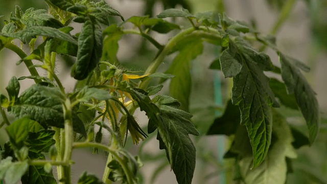 T/L番茄(茄)植物开花，英国视频下载