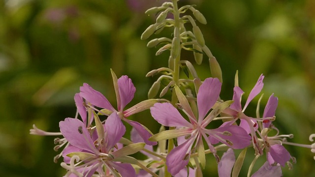 T/L玫瑰花季Willowherb (Epilobium angustifolium)开花MCU，英国城市植物视频下载