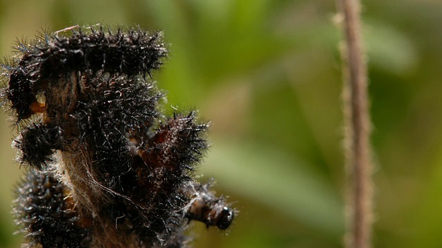 T/L沼泽贝母(Euphydryas aurinia)毛虫共网，蜕皮，摄3，英国视频素材