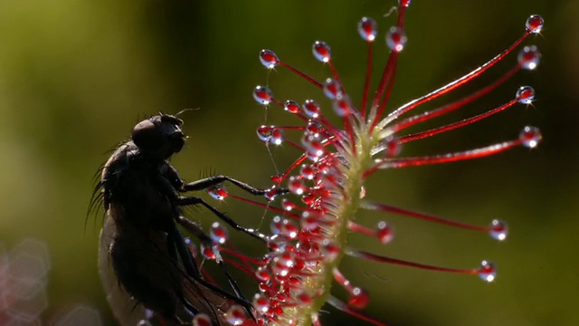 茅膏菜(Drosera capensis) BCU卷曲的苍蝇视频素材