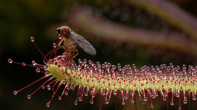 食茅膏蚊(Drosera capensis)视频素材