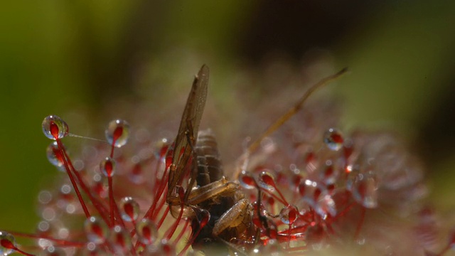 小苍蝇在茅膏菜(Drosera capensis)的侧面视频下载