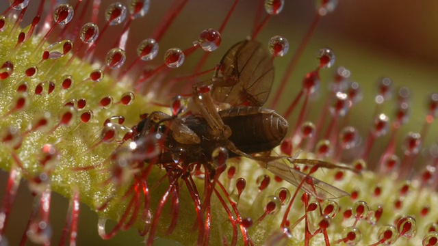 小蝇对茅膏菜(Drosera capensis)上药视频素材