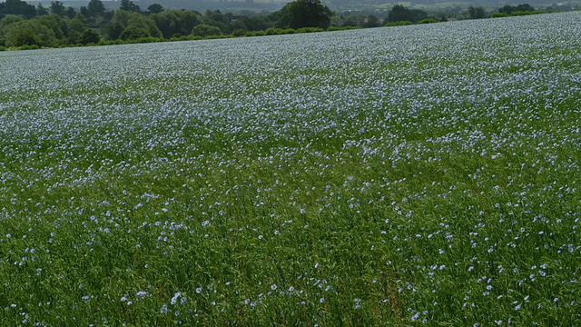 T/L亚麻籽(Linum usitatissimum)场，英国，6月-匹配TS273到TS277框架视频素材