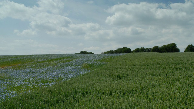 T/L亚麻籽(Linum usitatissimum)和小麦(Triticum sp.)田，6月，英国。匹配TS299到TS306#A295的帧视频素材