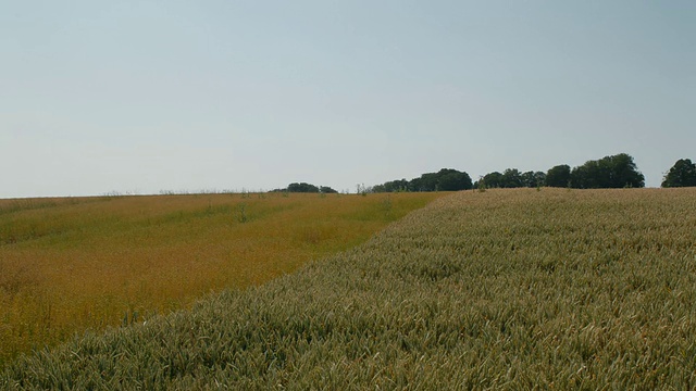 T/L亚麻籽(Linum usitatissimum)和小麦(Triticum sp.)田，七月，英国。匹配TS299到TS306#F92D的帧视频素材