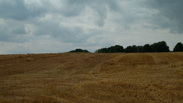 T/L亚麻籽(Linum usitatissimum)和小麦(Triticum sp.)田，8月，英国。匹配英国TS299到TS306#A9E8的框架视频素材