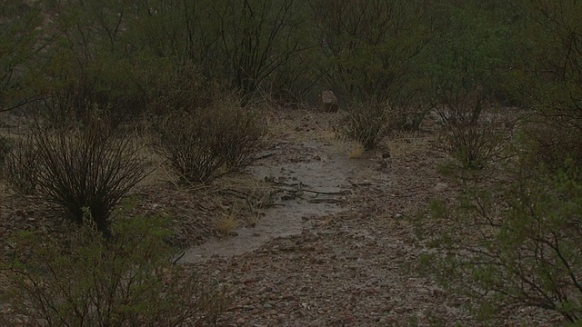 雨水落在灌木丛和仙人掌之间，水流入小水池，索诺兰沙漠，美国亚利桑那州视频素材