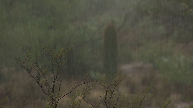 在撒瓜罗仙人掌和多刺的梨仙人掌之间降雨，把焦点从灌木移到桶状仙人掌。美国亚利桑那州索诺兰沙漠视频素材