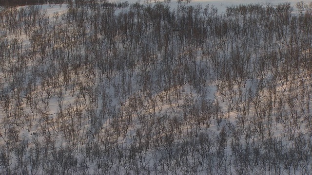 白雪皑皑的山坡上光秃秃的树木视频素材