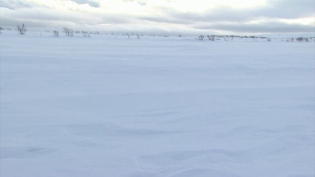 雪花飘过大地视频素材