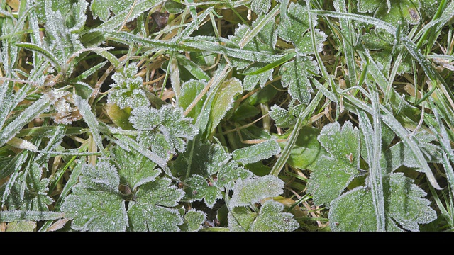 英国毛茛(Ranunculus sp.)叶上形成T/L霜视频下载