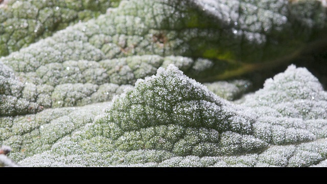 毛地黄(Digitalis sp.)叶片上的T/L霜的形成，近，英国视频下载