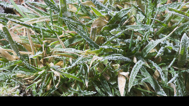 英国草地上形成T/L霜视频下载