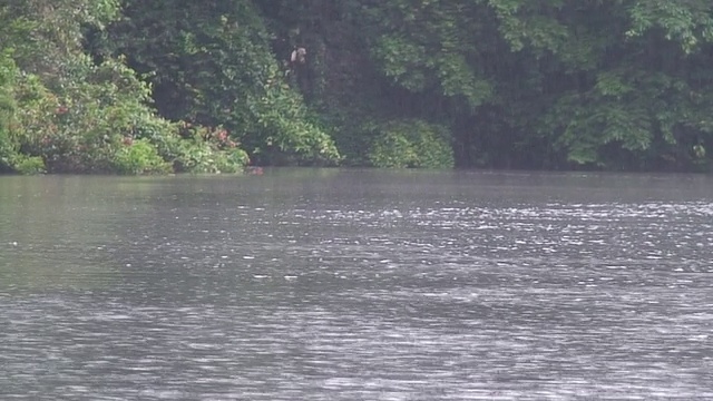 Tortuguero渠道下雨视频素材