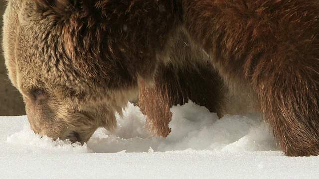 CU SLO MO灰熊在雪中挖掘寻找食物/利文斯通，蒙大拿，美国视频素材