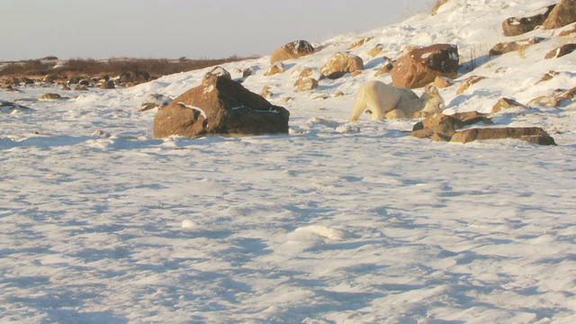 两只北极熊在雪地上互相打斗/加拿大马尼托巴省丘吉尔市视频素材