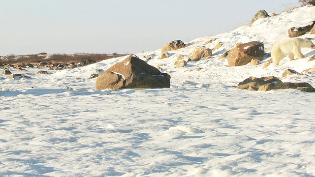 两只北极熊打了一架，然后走在雪地上/加拿大马尼托巴省丘吉尔市视频素材