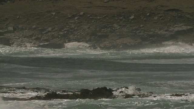 海浪拍打着岩石/大象海滩，福克兰群岛，福克兰群岛视频素材