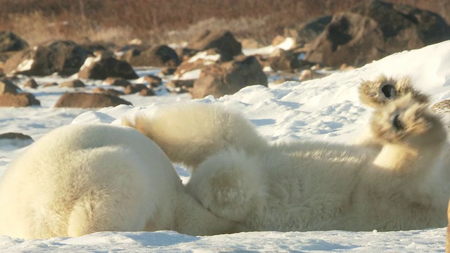 两只北极熊在雪地里嬉戏打闹/加拿大马尼托巴省丘吉尔市视频素材