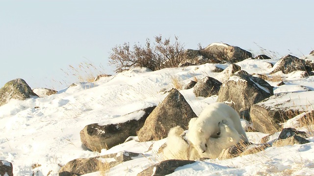 两只北极熊在雪地里嬉戏打闹/加拿大马尼托巴省丘吉尔市视频素材