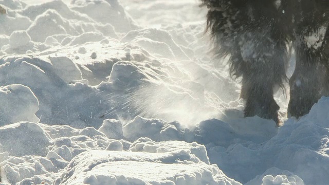 MS TS PAN野牛群在雪中奔跑和行走/黄石国家公园，怀俄明州，美国视频素材