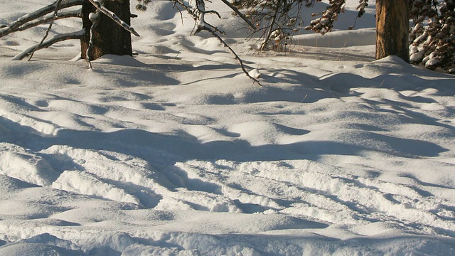 野牛群行走在雪景/黄石国家公园，怀俄明州视频素材