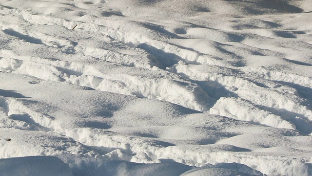 野牛群行走在雪景/黄石国家公园，怀俄明州视频素材