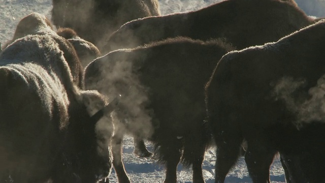 MS Bison小组行走在冰雪景观与温泉/黄石国家公园，怀俄明州视频素材