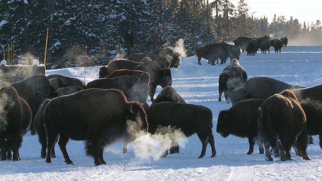 MS Bison集团站在雪地景观/黄石国家公园的道路上，怀俄明州视频素材