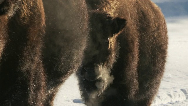 在雪景中行走的野牛/黄石国家公园，怀俄明州视频素材