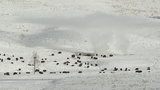 WS野牛群在雪景/黄石国家公园，怀俄明州视频素材