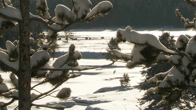 MS View of Snow laden branches /黄石国家公园，怀俄明州，联合视频素材