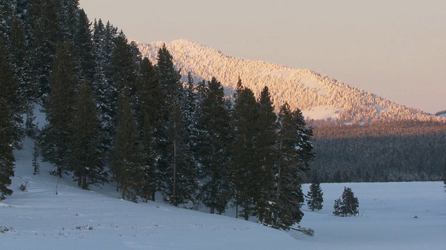 日落时的雪域森林景观/黄石国家公园，怀俄明州，联合视频素材