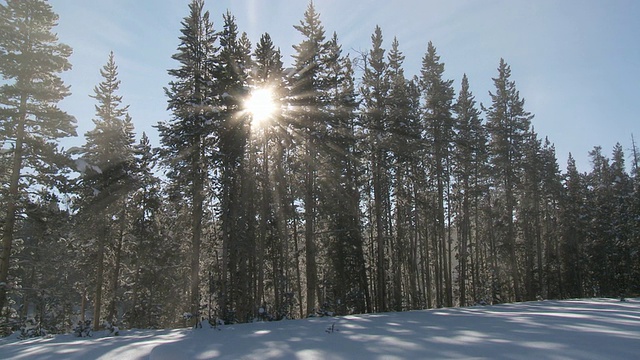 阳光照耀着白雪皑皑的森林景观/美国怀俄明州黄石国家公园视频素材