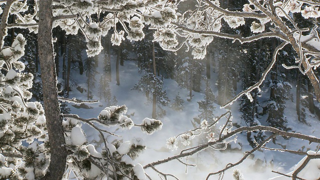 MS View of Snow laden branches behind地热蒸汽/黄石国家公园，怀俄明州，联合视频素材