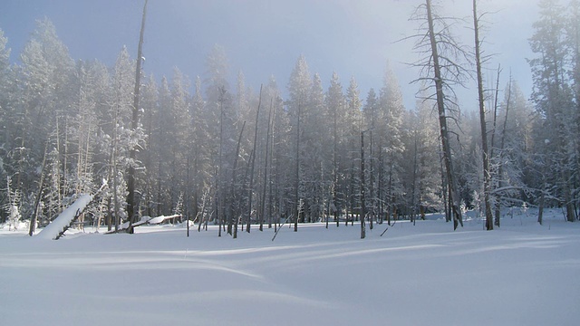 雪景/黄石国家公园，怀俄明州，美国视频素材