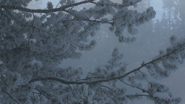 潘阳女士冲破积雪的树木/黄石国家公园，怀俄明州，联合视频素材