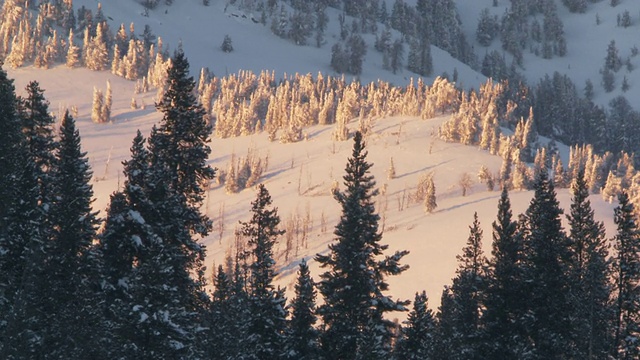 在热雾的雪景/黄石国家公园，怀俄明州，联合视频素材