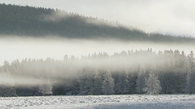 WS雾在雪景上移动/黄石国家公园，怀俄明州，联合视频素材