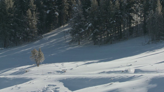 WS雪地摩托驾驶在雪地森林景观/黄石国家公园，怀俄明州，联合视频素材