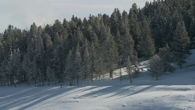 WS雪地摩托驾驶在雪地森林景观/黄石国家公园，怀俄明州，联合视频素材