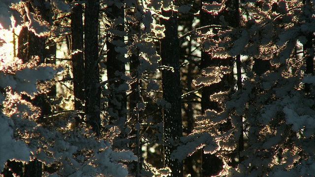 MS雪花落在雪载树枝上的照片/黄石国家公园，怀俄明州，联合视频素材