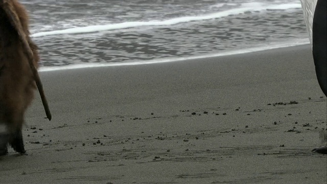 小企鹅在南乔治亚岛的海滩上散步视频素材